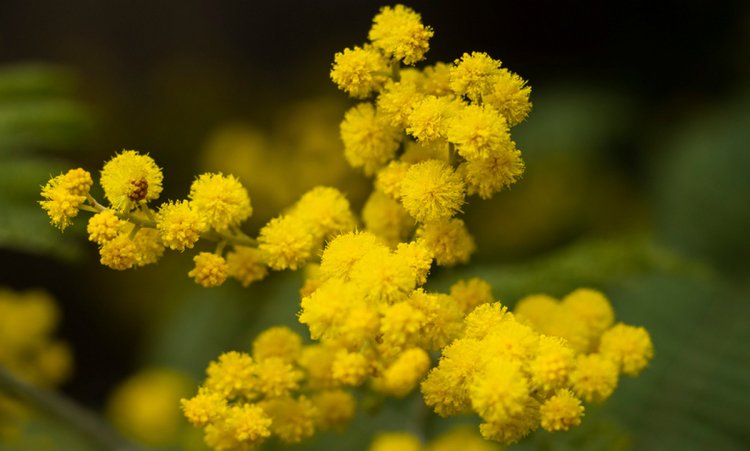 Le Silence des Mimosas