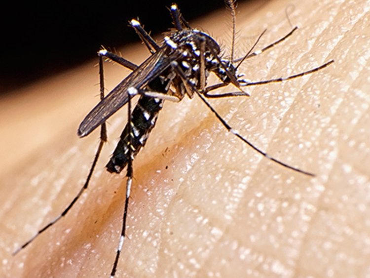 Why Did Nature Create Mosquitoes? Are They Totally Useless Vampires?